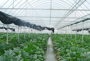 建立温室蔬菜大棚国家有哪些补贴